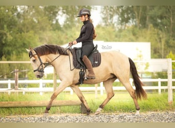 Lusitanien, Jument, 3 Ans, 145 cm, Buckskin