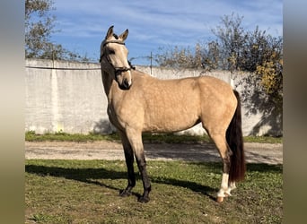 Lusitanien, Jument, 3 Ans, 146 cm, Buckskin