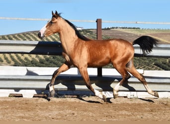 Lusitanien, Jument, 3 Ans, 150 cm, Isabelle