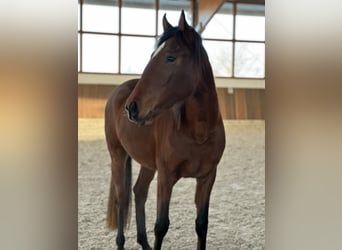 Lusitanien, Jument, 3 Ans, 155 cm, Bai