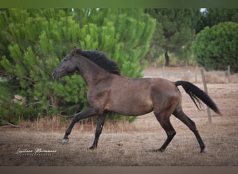 Lusitanien, Jument, 3 Ans, 155 cm, Noir