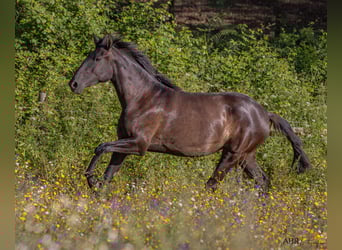 Lusitanien, Jument, 3 Ans, 156 cm, Bai brun