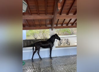 Lusitanien, Jument, 3 Ans, 156 cm, Bai brun