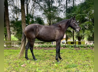 Lusitanien, Jument, 3 Ans, 156 cm, Gris