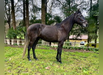 Lusitanien, Jument, 3 Ans, 156 cm, Gris