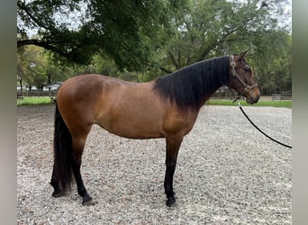 Lusitanien, Jument, 3 Ans, 157 cm, Bai cerise