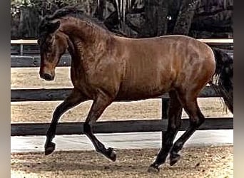 Lusitanien, Jument, 3 Ans, 157 cm, Bai cerise