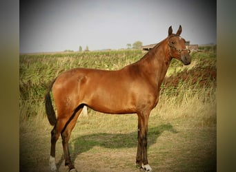 Lusitanien, Jument, 3 Ans, 160 cm, Bai