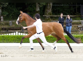 Lusitanien, Jument, 3 Ans, 160 cm, Bai