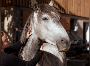Lusitanien, Jument, 3 Ans, 160 cm, Gris