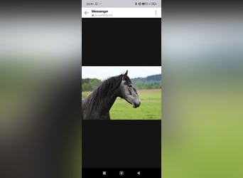 Lusitanien, Jument, 3 Ans, 160 cm, Gris