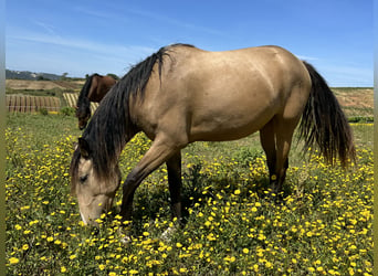 Lusitanien, Jument, 3 Ans, 160 cm, Isabelle