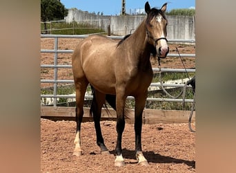 Lusitanien, Jument, 3 Ans, 160 cm, Isabelle