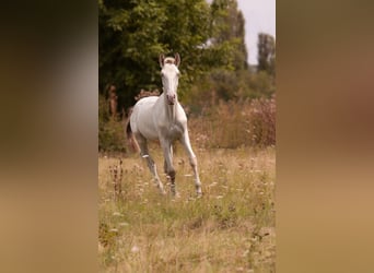 Lusitanien, Jument, 3 Ans, 160 cm, Perle