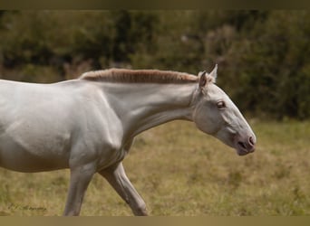 Lusitanien, Jument, 3 Ans, 160 cm, Perle