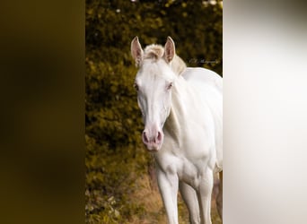 Lusitanien, Jument, 3 Ans, 160 cm, Perle