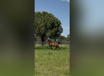Lusitanien, Jument, 3 Ans, 162 cm, Bai cerise