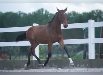 Lusitanien, Jument, 3 Ans, 162 cm, Bai cerise