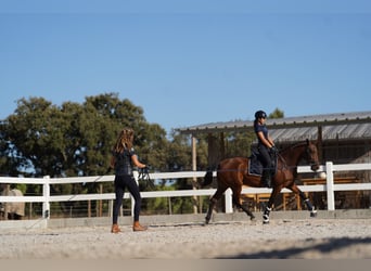 Lusitanien, Jument, 3 Ans, 162 cm, Bai cerise