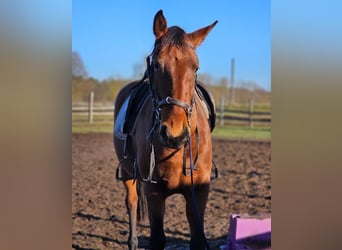 Lusitanien, Jument, 3 Ans, 162 cm, Bai