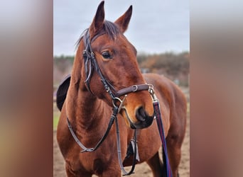 Lusitanien, Jument, 3 Ans, 162 cm, Bai