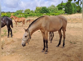 Lusitanien, Jument, 3 Ans, 162 cm, Isabelle