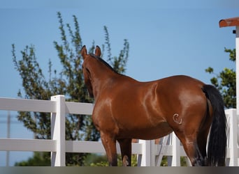 Lusitanien Croisé, Jument, 3 Ans, 165 cm, Bai cerise