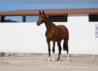 Lusitanien Croisé, Jument, 3 Ans, 165 cm, Bai cerise