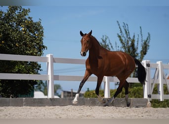 Lusitanien Croisé, Jument, 3 Ans, 165 cm, Bai cerise