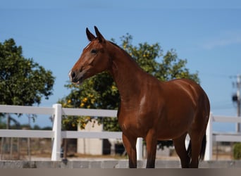 Lusitanien Croisé, Jument, 3 Ans, 165 cm, Bai cerise