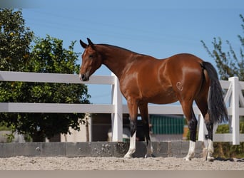 Lusitanien Croisé, Jument, 3 Ans, 165 cm, Bai cerise