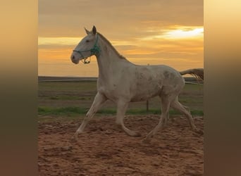 Lusitanien, Jument, 3 Ans, 165 cm, Cremello