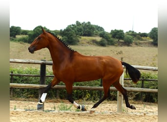 Lusitanien, Jument, 3 Ans, 170 cm, Bai