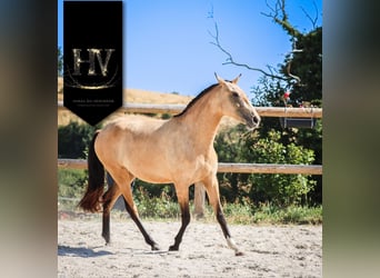 Lusitanien, Jument, 3 Ans, Buckskin