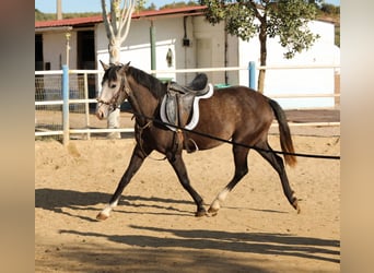 Lusitanien, Jument, 3 Ans, Gris