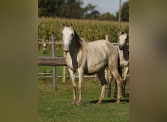 Lusitanien Croisé, Jument, 4 Ans, 146 cm, Champagne