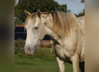 Lusitanien Croisé, Jument, 4 Ans, 146 cm, Champagne