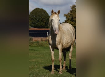 Lusitanien Croisé, Jument, 4 Ans, 146 cm, Champagne