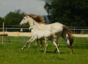 Lusitanien Croisé, Jument, 4 Ans, 146 cm, Champagne