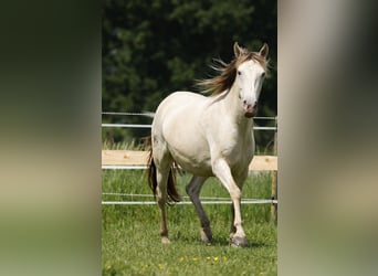 Lusitanien Croisé, Jument, 4 Ans, 146 cm, Champagne