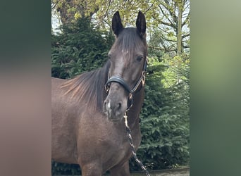Lusitanien, Jument, 4 Ans, 152 cm, Noir