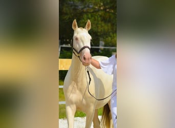 Lusitanien, Jument, 4 Ans, 155 cm, Perlino
