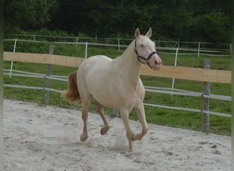 Lusitanien, Jument, 4 Ans, 155 cm, Perlino