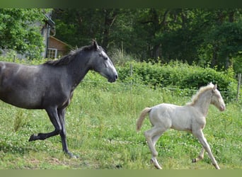 Lusitanien, Jument, 4 Ans, 155 cm, Perlino