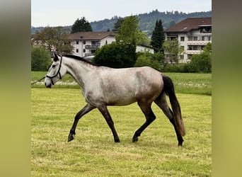 Lusitanien, Jument, 4 Ans, 156 cm, Rouan Rouge