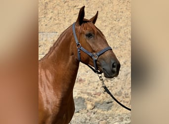 Lusitanien, Jument, 4 Ans, 157 cm, Alezan