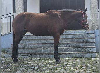Lusitanien Croisé, Jument, 4 Ans, 157 cm, Bai