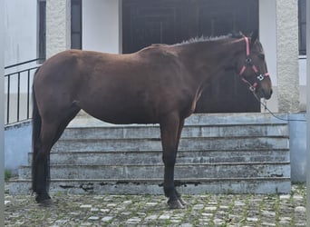 Lusitanien Croisé, Jument, 4 Ans, 157 cm, Bai