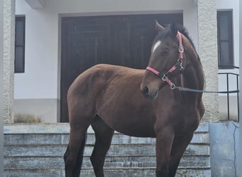Lusitanien Croisé, Jument, 4 Ans, 157 cm, Bai