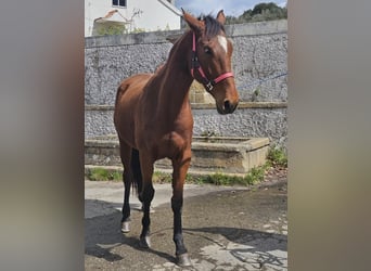 Lusitanien Croisé, Jument, 4 Ans, 157 cm, Bai